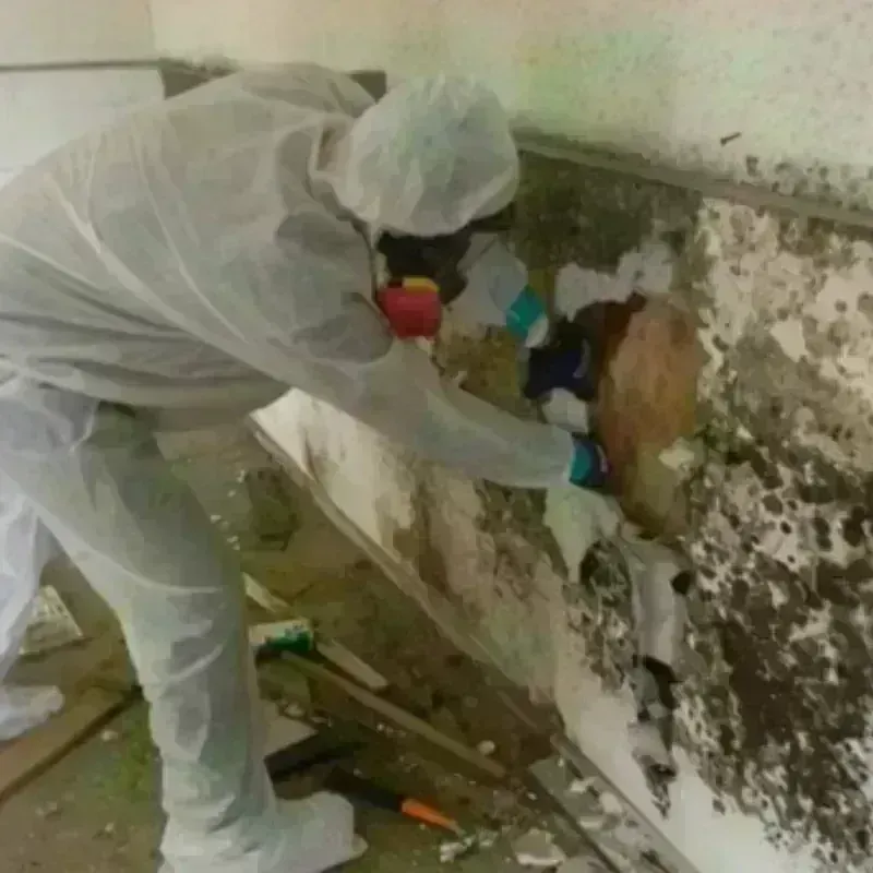 Mold Remediation and Removal in Waipahu, HI